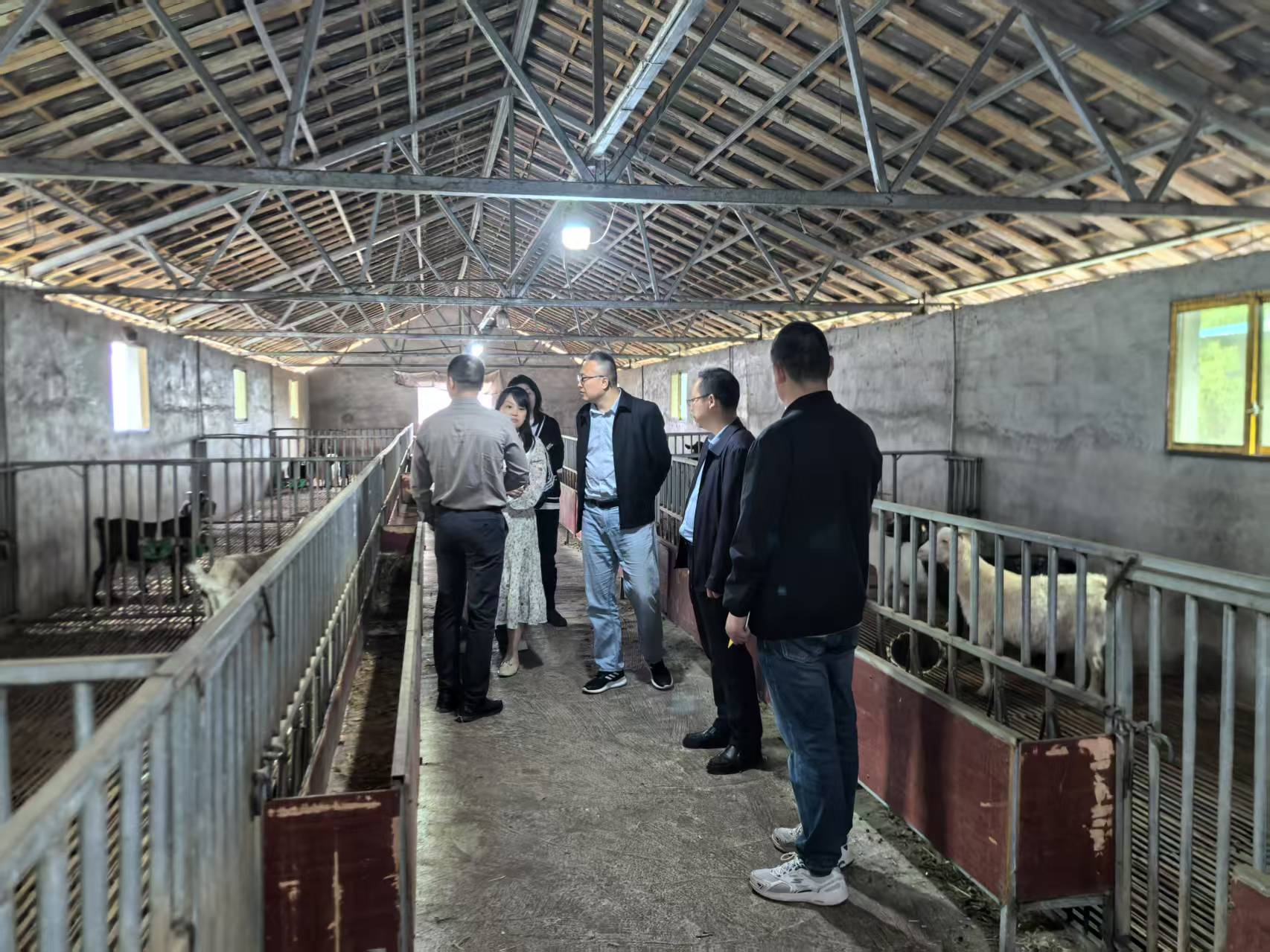 调研组实地察看安稳镇蜀京农业公司 (2).png